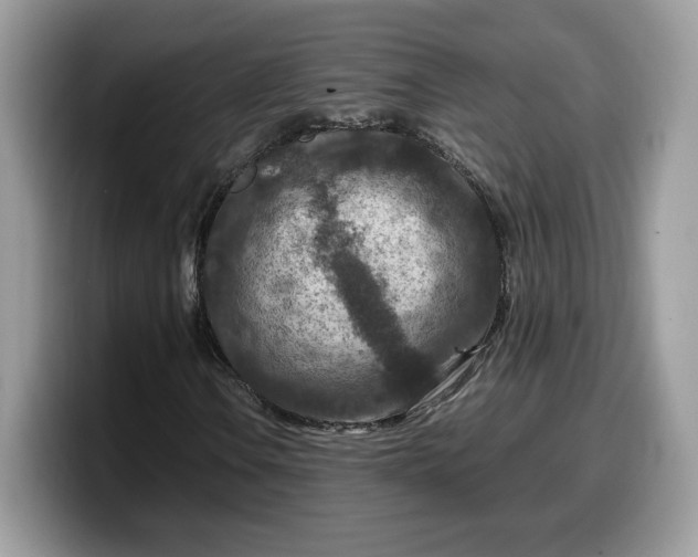 X0000099571106200805301535