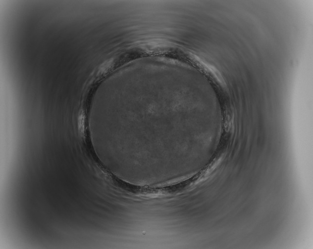 X0000099571108200805301535