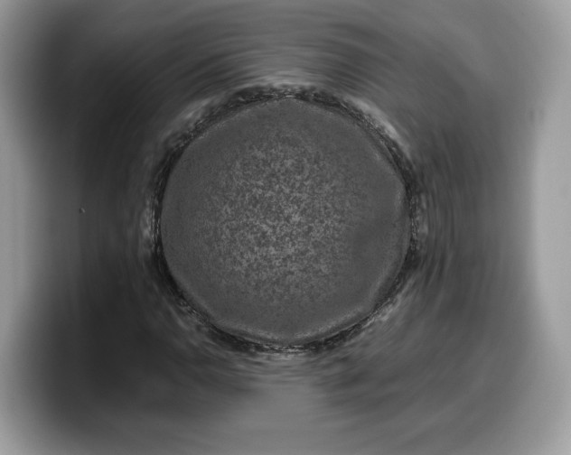 X0000099571110200805301535