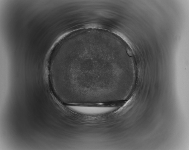 X0000099571115200805301535
