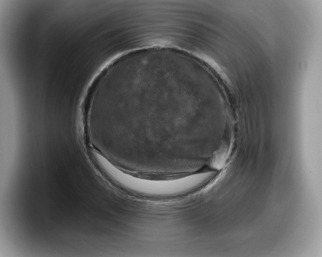X0000099571118200805301535