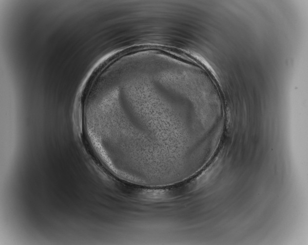 X0000099571123200805301535