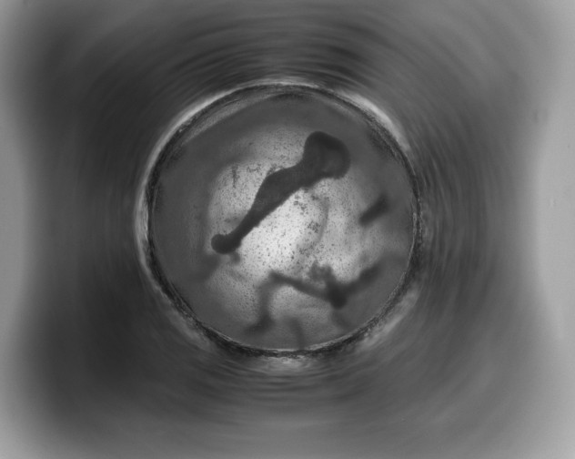 X0000099571125200805301535