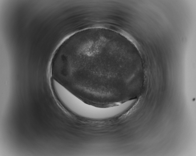 X0000099571127200805301535