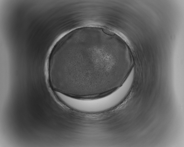 X0000099571128200805301535