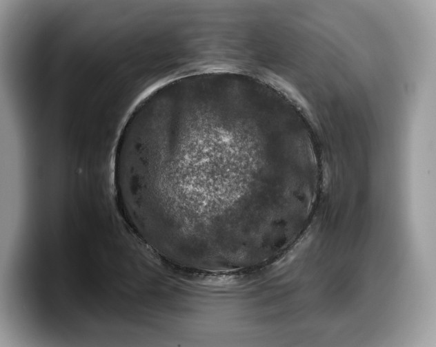 X0000099571174200805301535