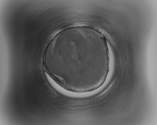 X0000099571177200805301535