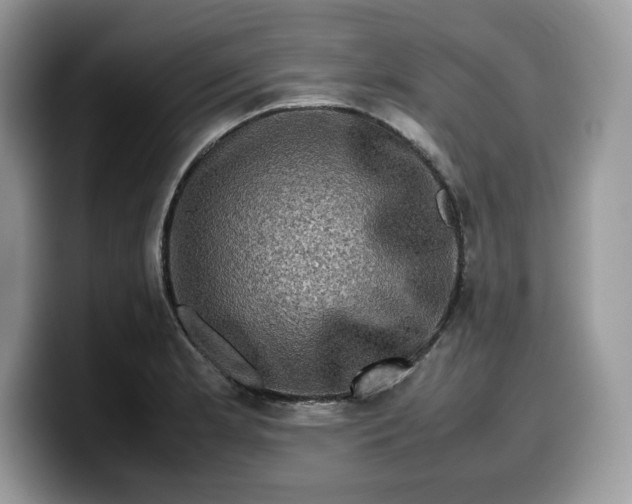 X0000099571181200805301535