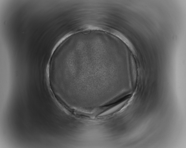 X0000099571198200805301534