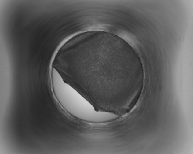X0000099571200200805301534