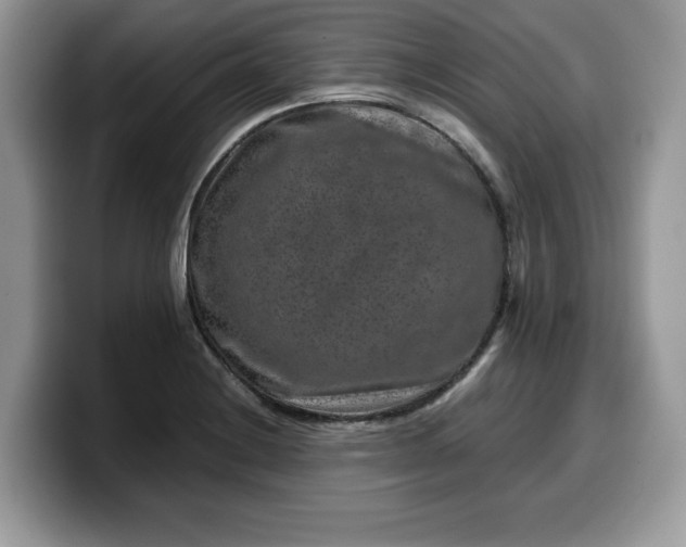 X0000099571228200805301534