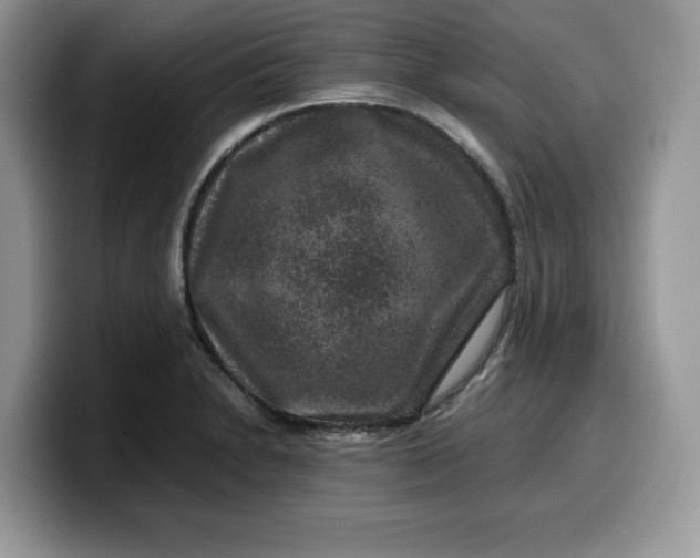 X0000099571230200805301534