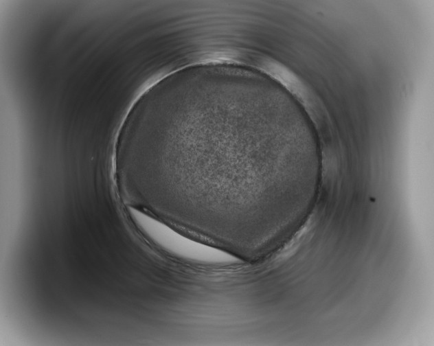X0000099571234200805301534