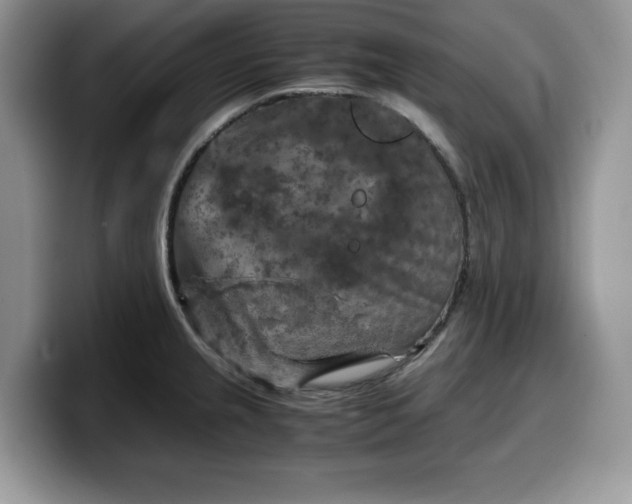 X0000099571237200805301534