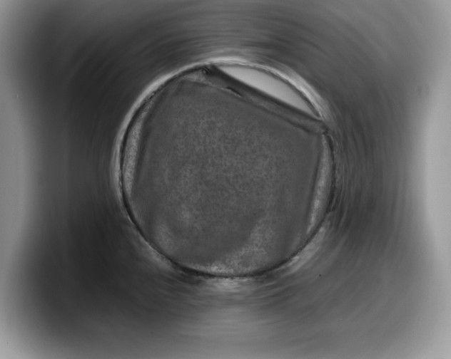 X0000099571240200805301534