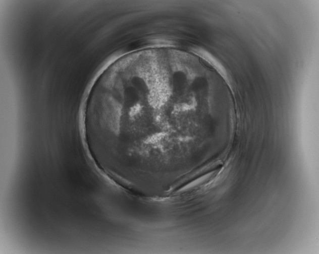 X0000099571243200805301534