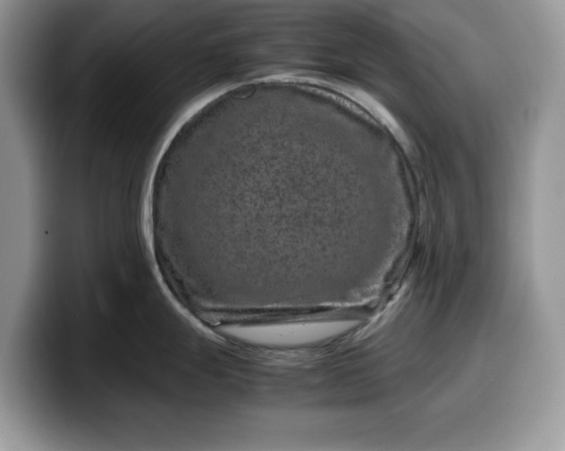 X0000099571247200805301534