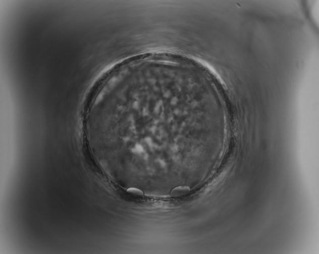 X0000099571263200805301533