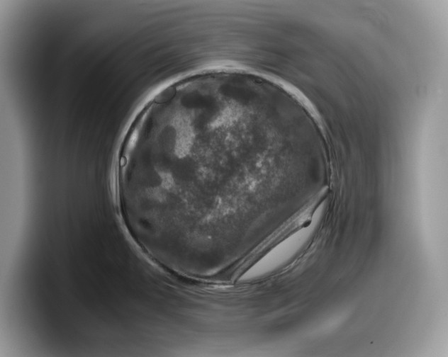 X0000099571295200805301533