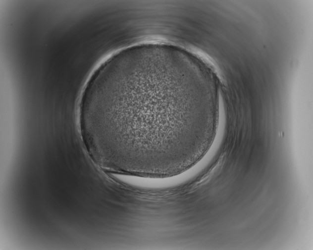 X0000099571326200805301533