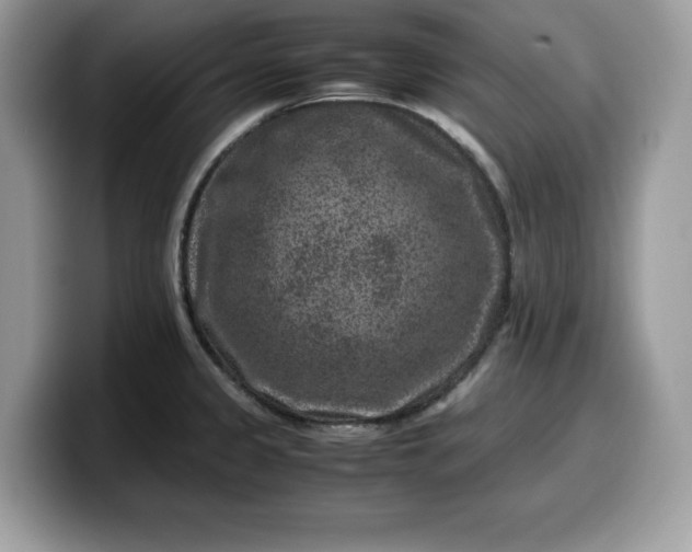 X0000099571333200805301533