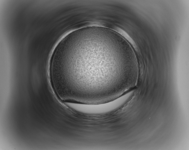 X0000099571339200805301533