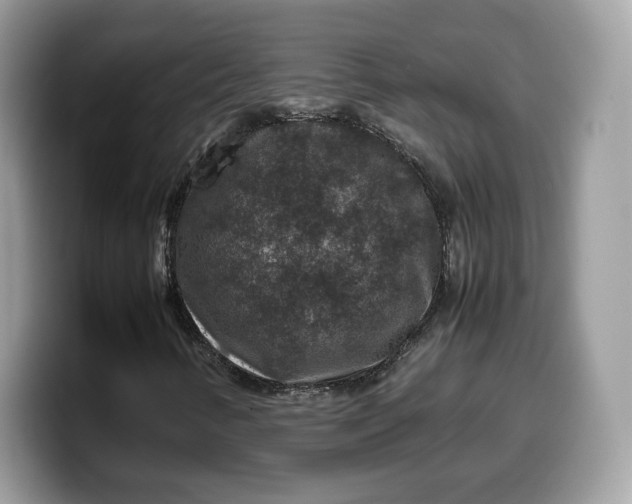 X0000099571346200805301532