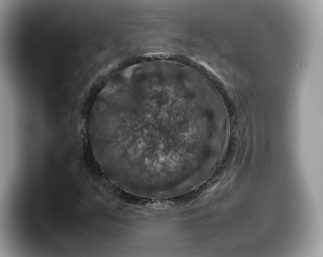 X0000099571351200805301532