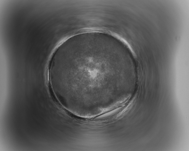 X0000099571365200805301532