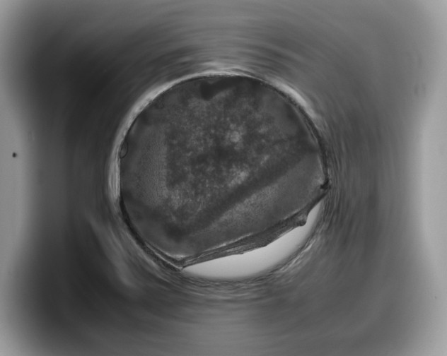 X0000099571371200805301532