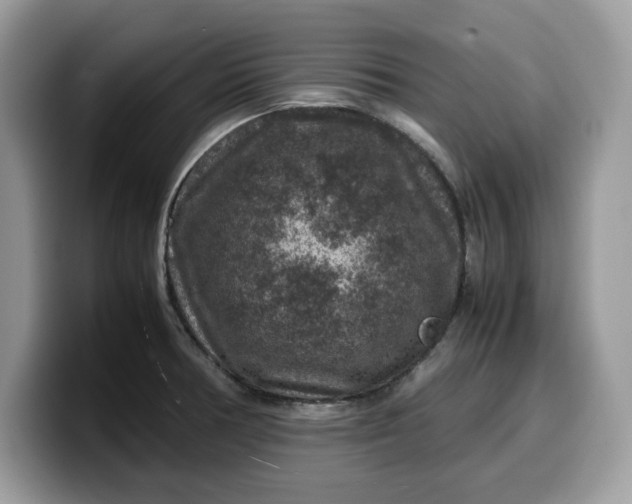 X0000099571378200805301532