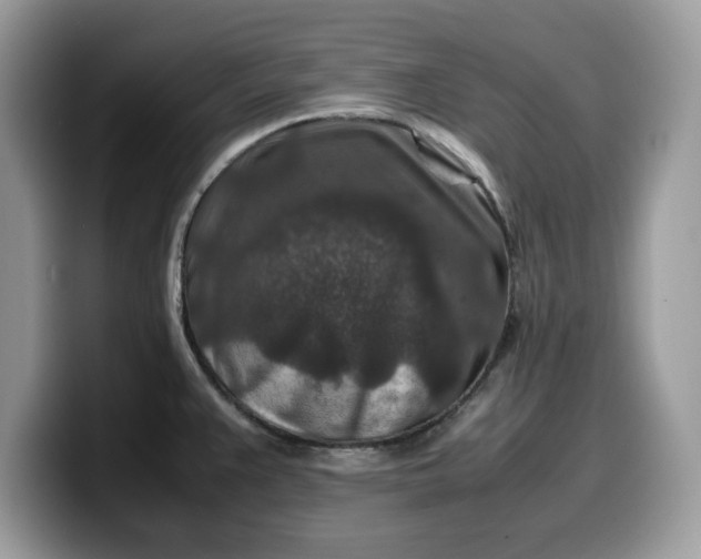 X0000099571383200805301532