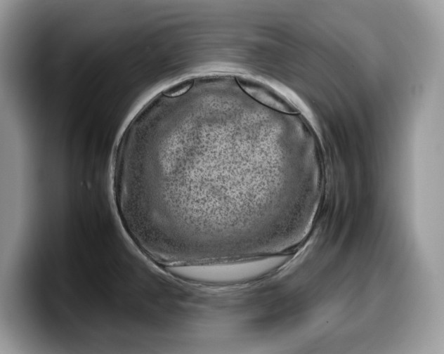 X0000099571390200805301532