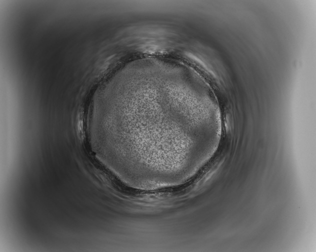 X0000099571396200805301531