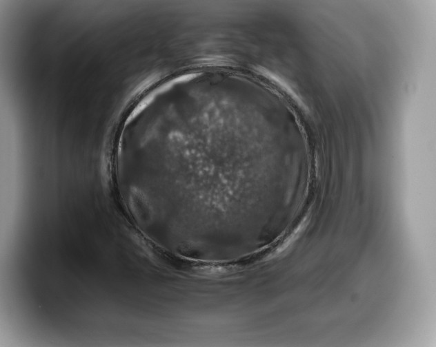X0000099571405200805301531