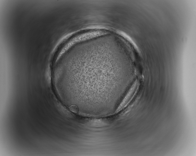 X0000099571408200805301531