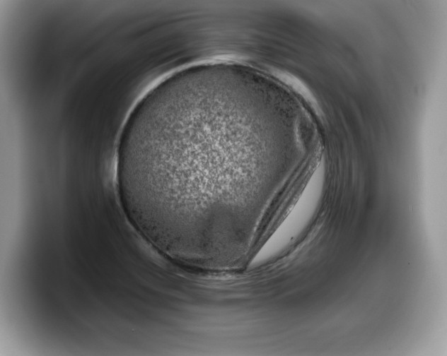X0000099571420200805301532