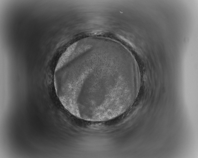 X0000099571447200805301531