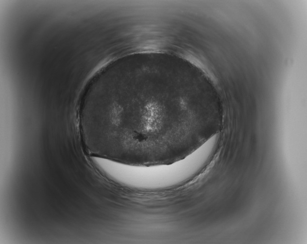 X0000099571450200805301531
