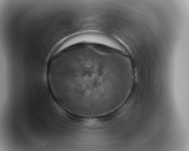 X0000099571452200805301531