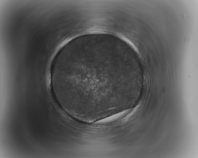 X0000099571461200805301531