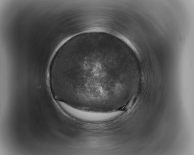 X0000099571468200805301531