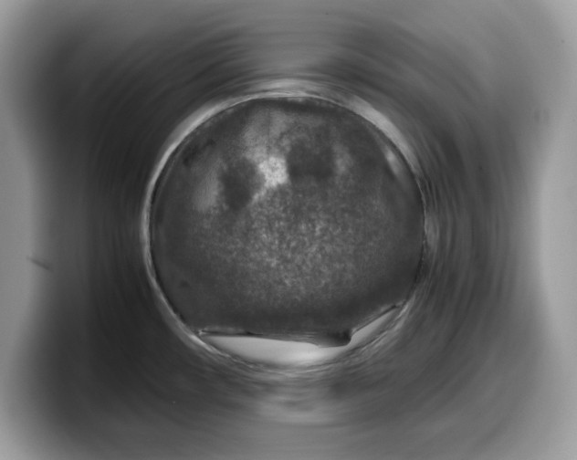 X0000099571482200805301531