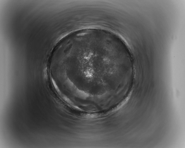 X0000099571497200805301530