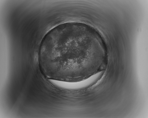 X0000099571505200805301530