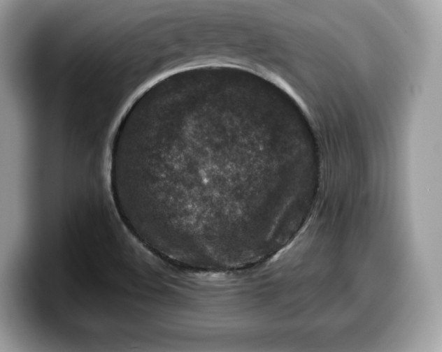 X0000099571508200805301530
