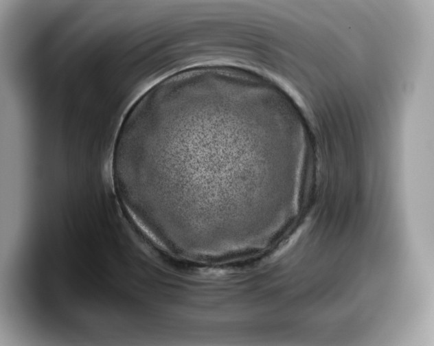 X0000099571513200805301530