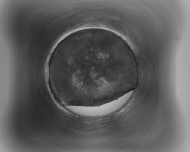 X0000099571519200805301530