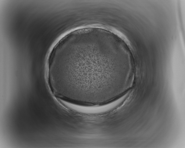 X0000099571520200805301530