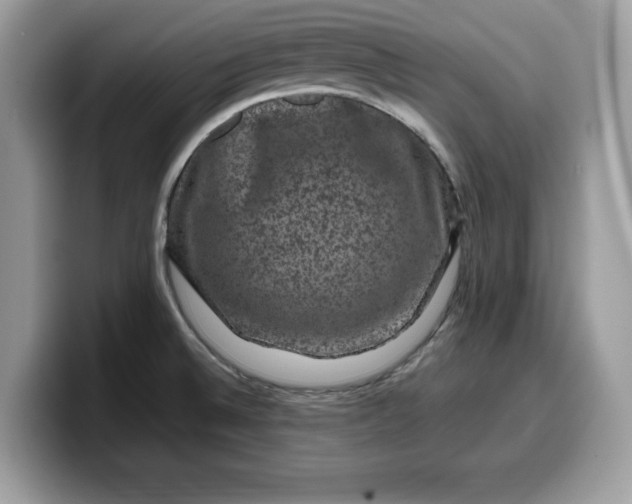X0000099571524200805301530